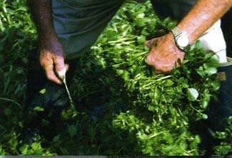 Harvesting Watercress